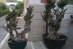 Lagestroemia esemplare 